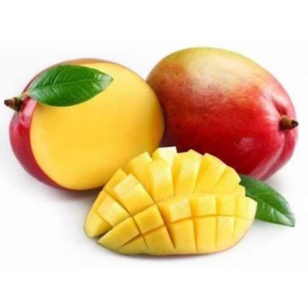 Sản phẩm CÂY GIỐNG XOÀI ĐỎ NHẬT BẢN