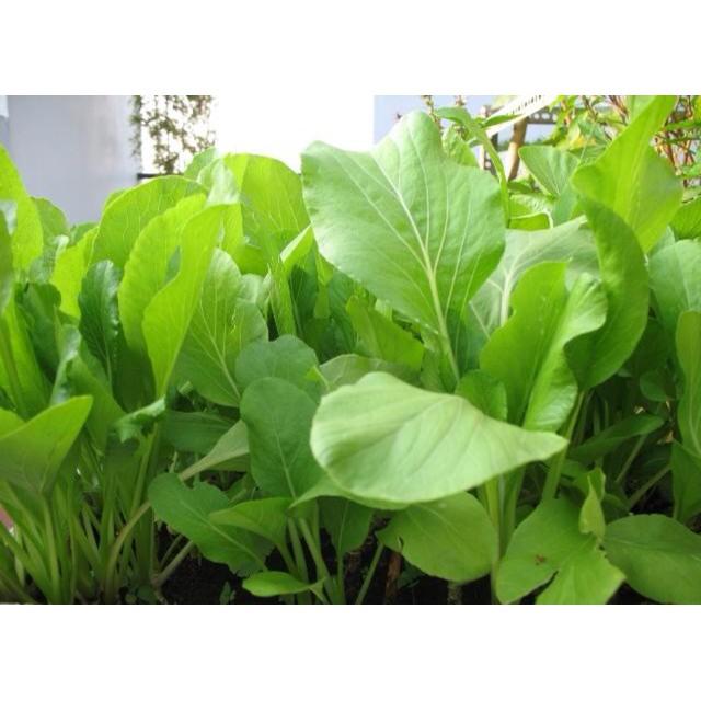 Hạt giông Rau Cải Ngọt thùng xôp dễ trồng bao đẹp