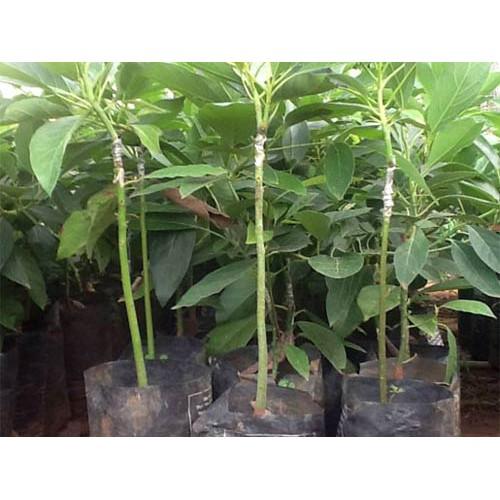 Cây Giống Bơ Sáp