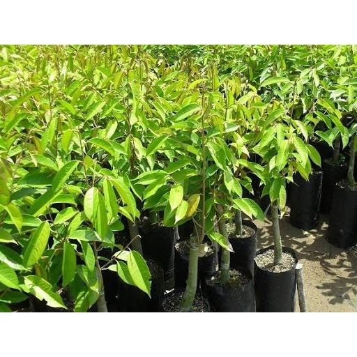 Cây giống Sầu Riêng chuồng Bò.