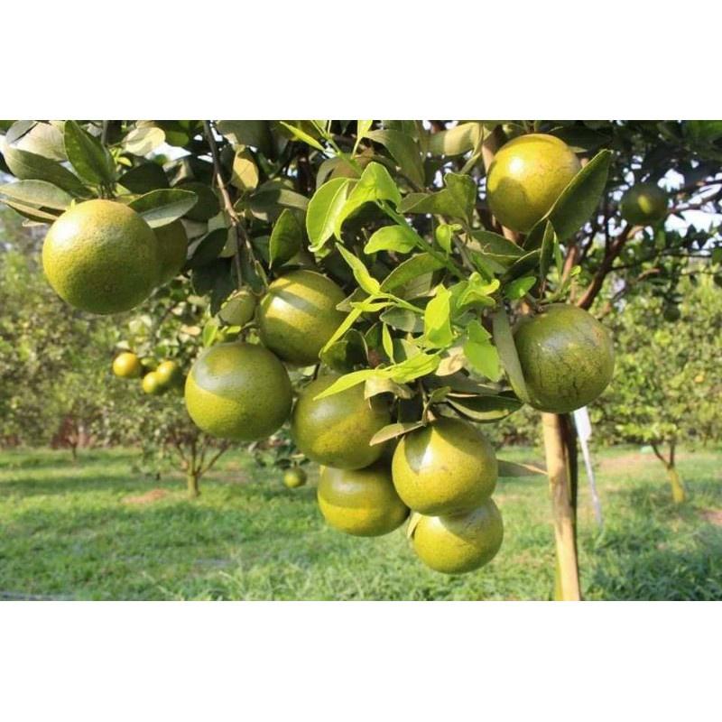 Giống Cây Quýt Đường Thái Lan