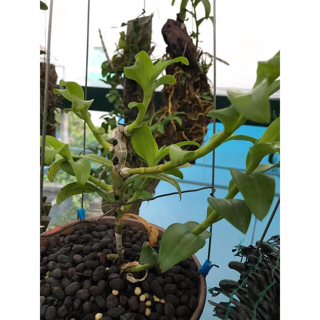 Phi điệp NÙ TAM BỐ CHẤT LƯỢNG UY TÍN