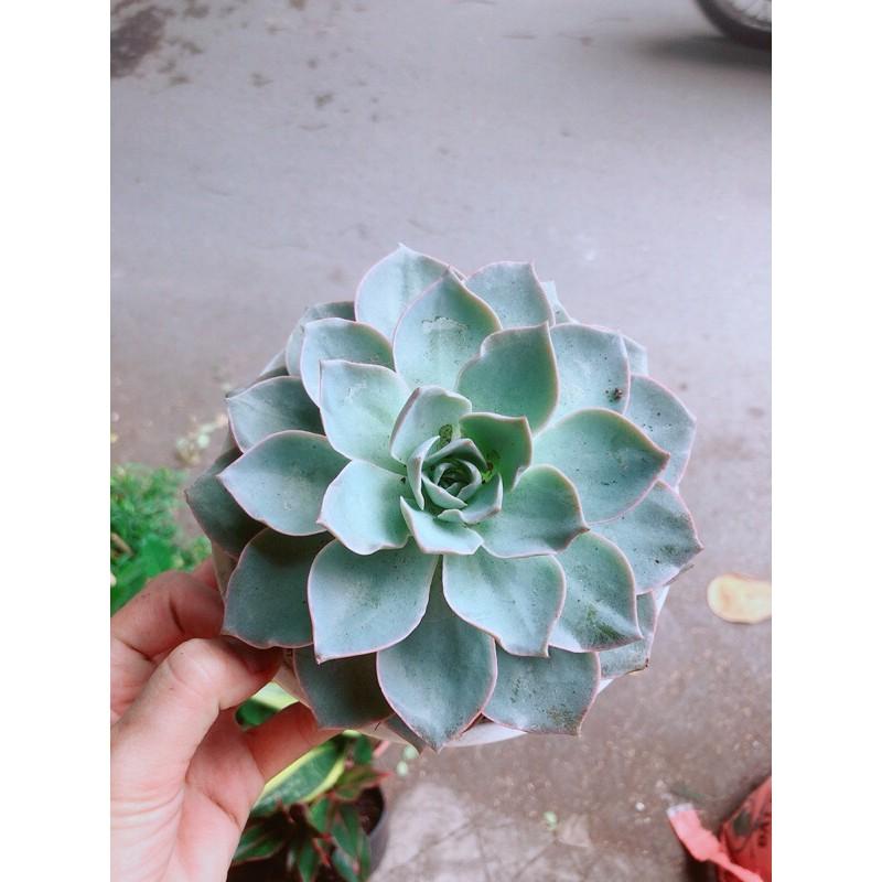 Sen Đá Hồng Phấn Đường Kính 13-14cm