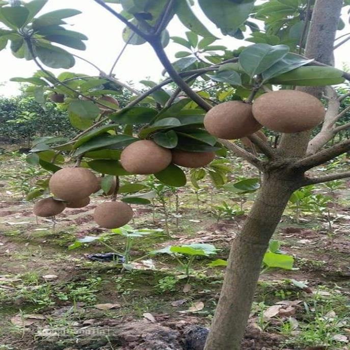 Cây giống hồng xiêm xoài