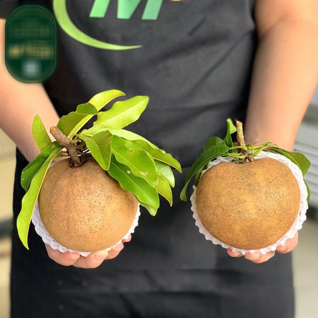 CÂY GIỐNG SAM PÔ CHÊ TRỒNG CHẬU ĐANG RA BÔNG CÓ QUẢ CAO 2M.