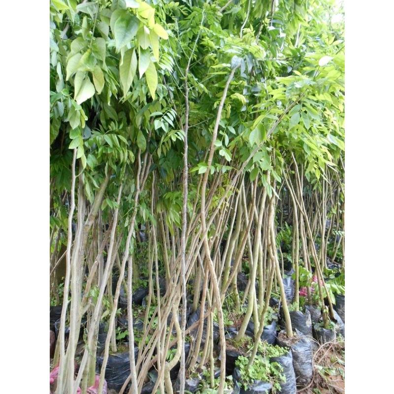 Cây giống sưa đỏ - cây giống cao trên 1m