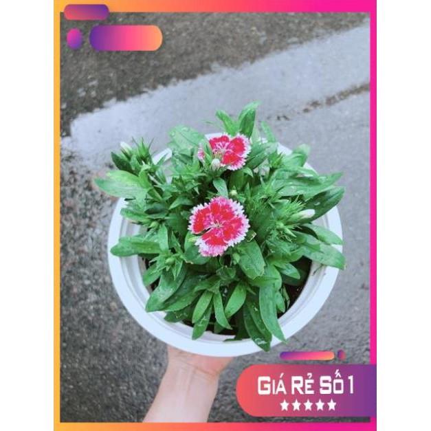 Chậu Hoa Cẩm Chướng