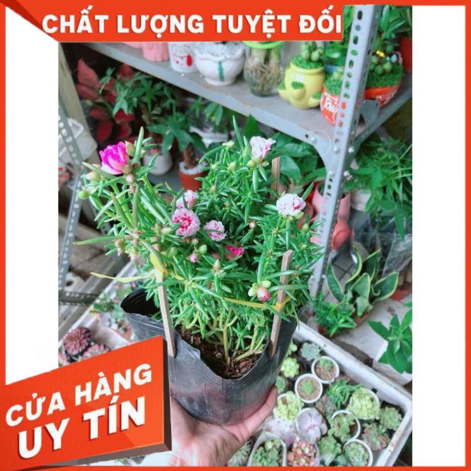 Hoa Mười Giờ Mỹ Nhiều Người Mua