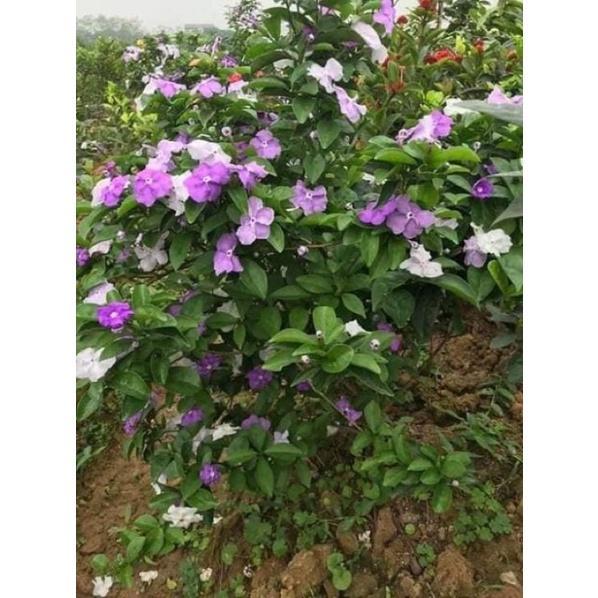 Cây nhài nhật nhỡ bầu to cao 40cm
