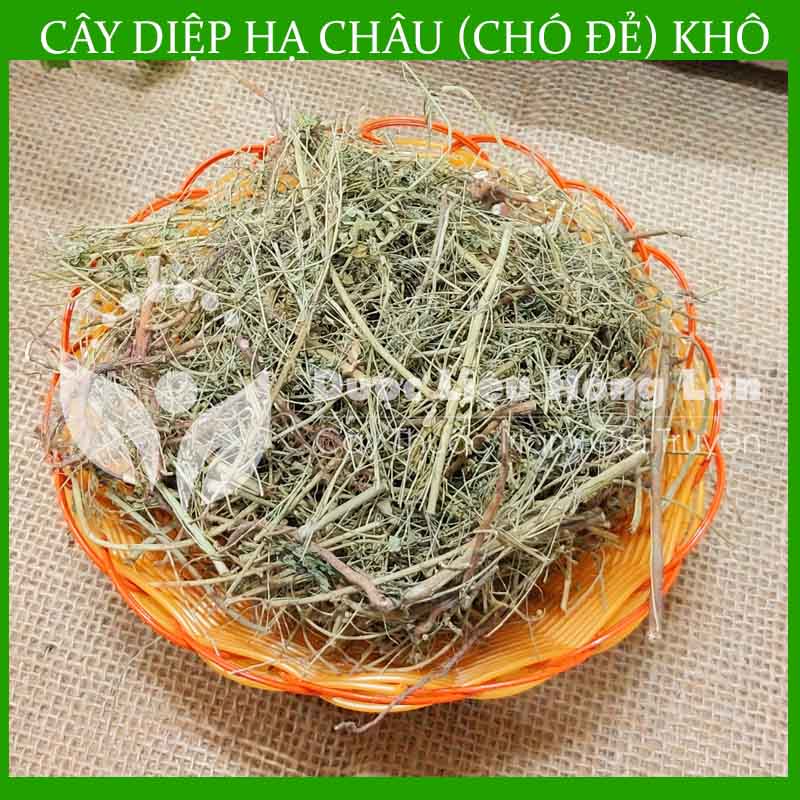 Cây Diệp Hạ Châu khô 500gram
