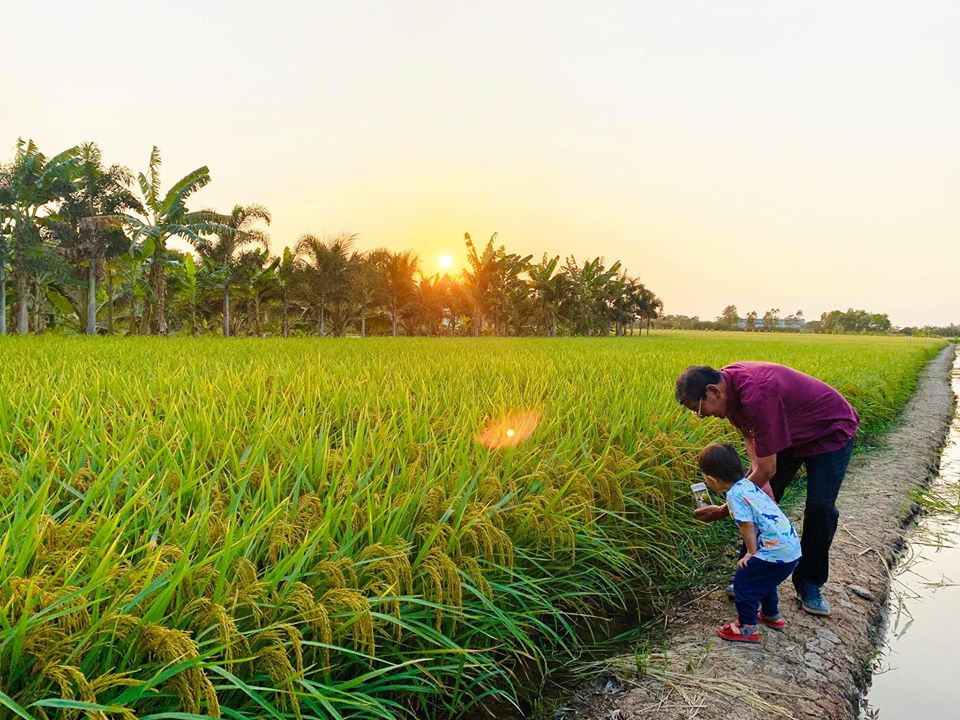 Gạo Ông Thọ Én Xuân