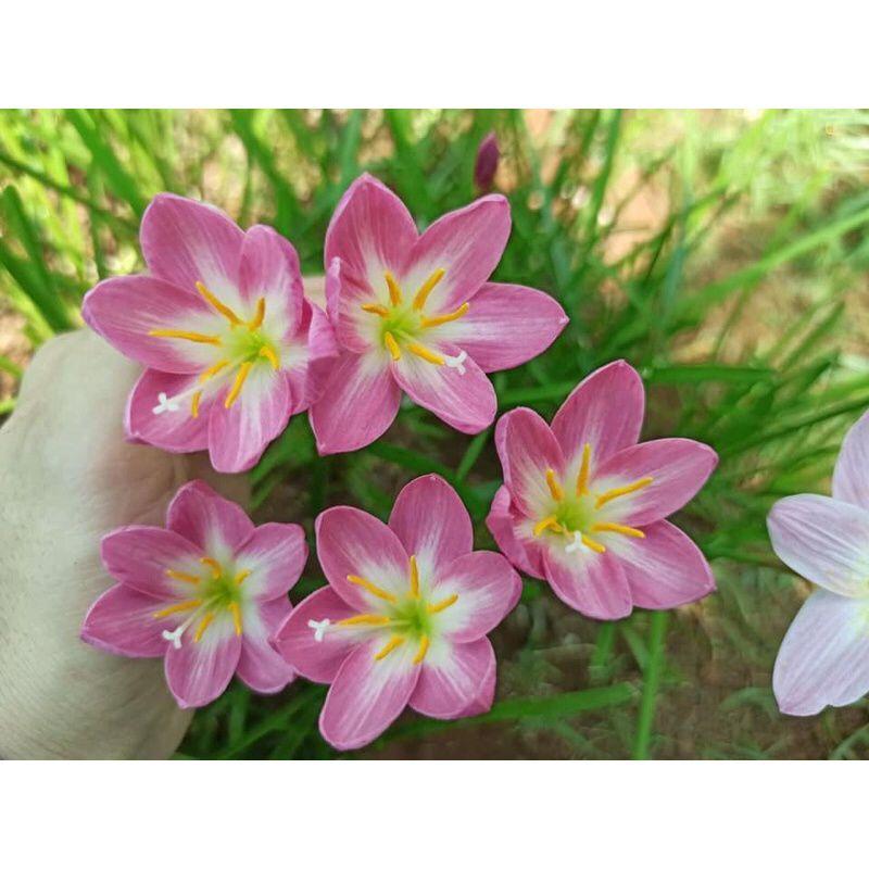 Củ huệ mưa ngoại nhiều màu