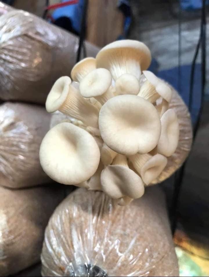Phôi Nấm Tú Cầu