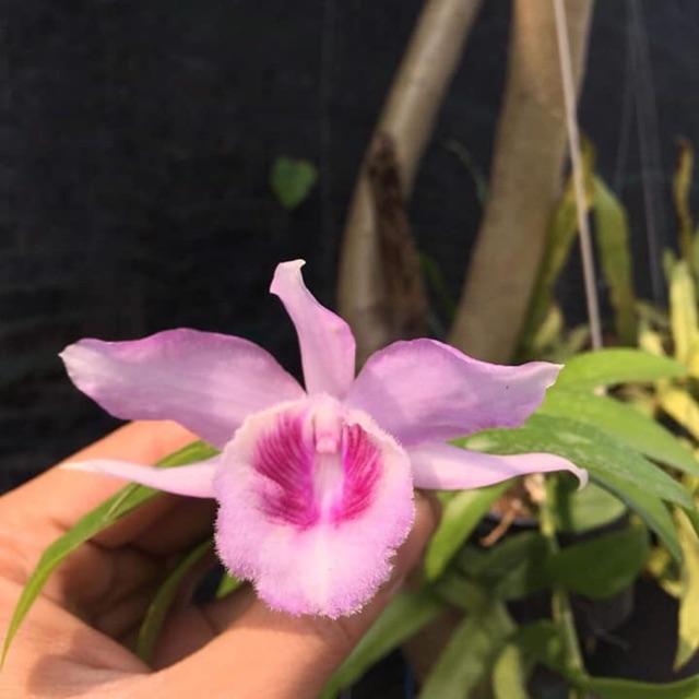 Lan phi điệp đột biến 5 CÁNH HỒNG MẮT NGỌc