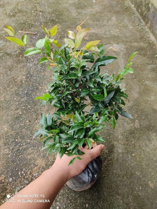 Cây nho thân gỗ tứ quý cây đẹp chuẩn giống