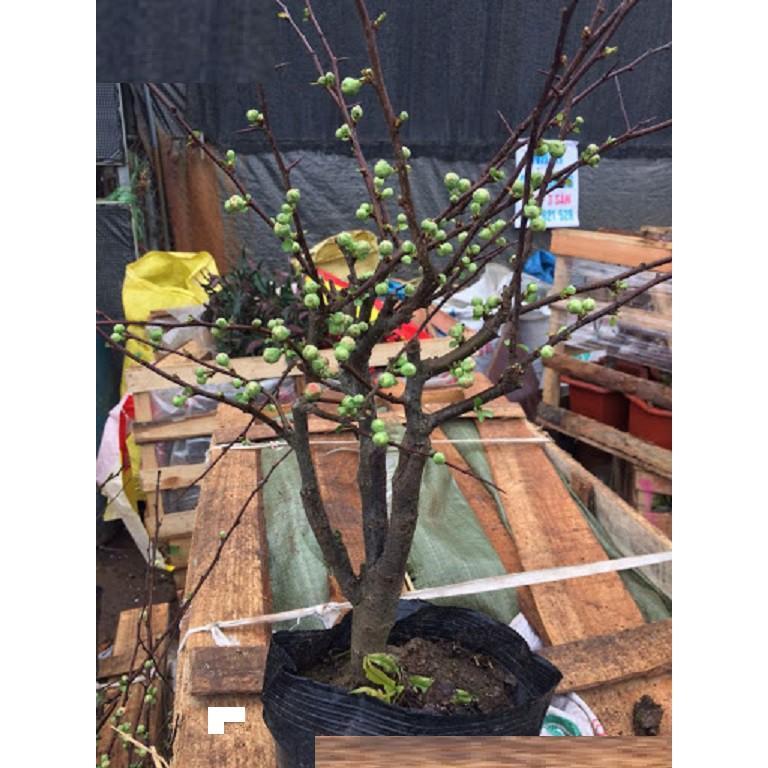 Mai Đỏ bonsai TỨ QUÝ CHẬU HOA QUANH NĂM SIÊU ĐẸP