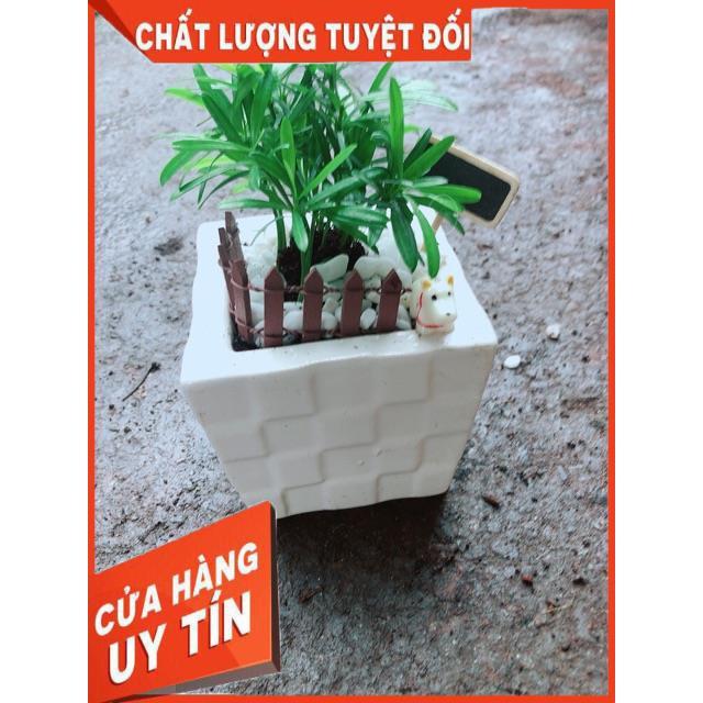 Chậu Tùng Vạn Niên