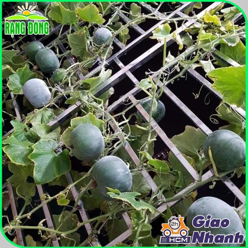 Hạt giống Bí Đao Trái Tròn - Hạt giống Rạng Đông