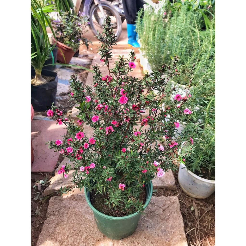 Sale tết--- Cây Tùng Tuyết Mai hoa nở sặc sỡ dễ chăm sóc, nhiều ý nghĩa trong phong thủy nhiều may mắn,bình an