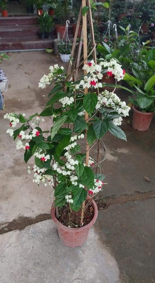 Cây ngọc nữ trồng chậu nhựa cao 25-30cm, cây hoa nở quanh năm, phát triển cực tốt, trồng trang trí sân vườn và ban công