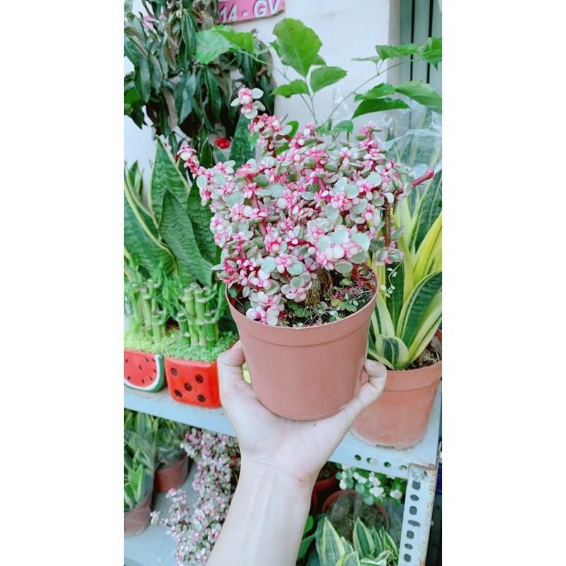 Cành Vàng Lá Ngọc Cổ Thụ