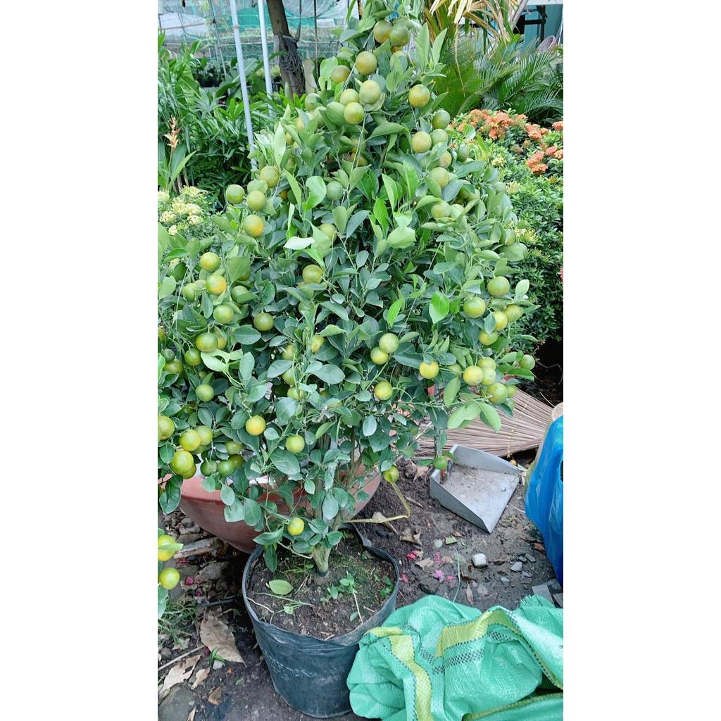 Cây Tắc Cao 1m4-1m6