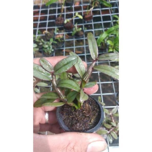Hoa Lan Giả Hạc Châu Như Bệt F2