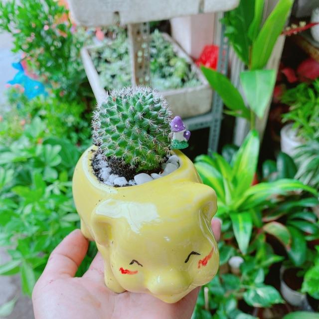 Chậu Xương Rồng Heo Vàng