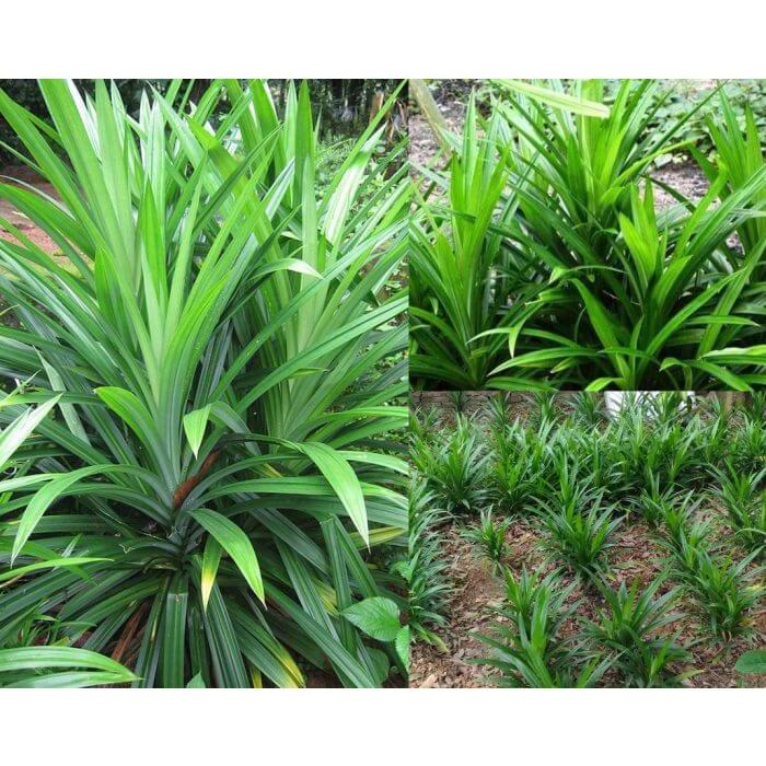 Cây lá Nếp thơm giống - cây giống nhỏ