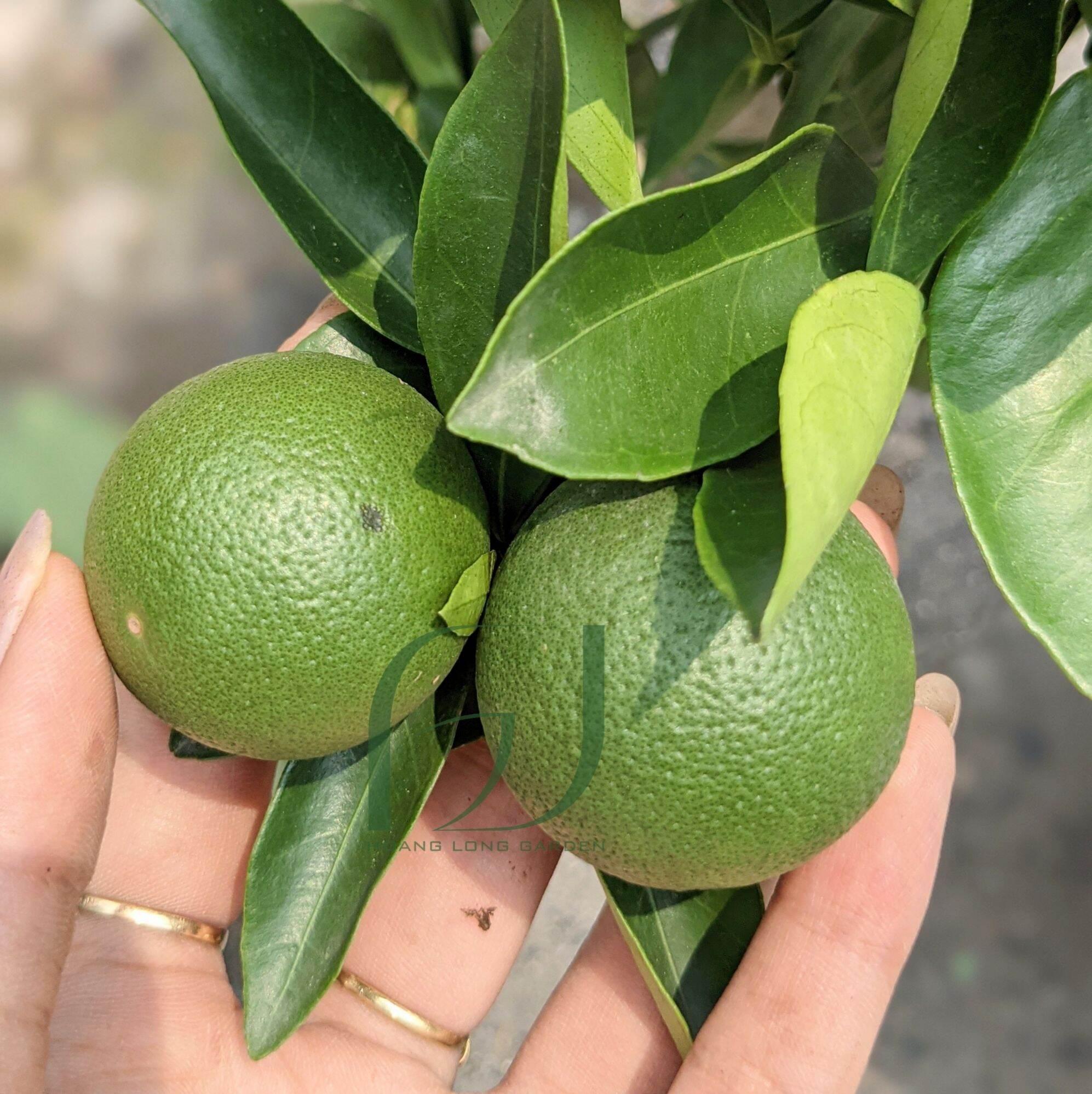 CÂY GIỐNG CAM DÂY TRỒNG CHẬU SIÊU SỚM