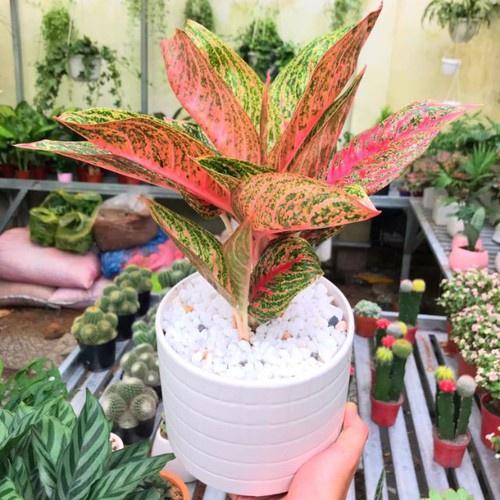 CHẬU CÂY THỊNH VƯỢNG lá đỏ