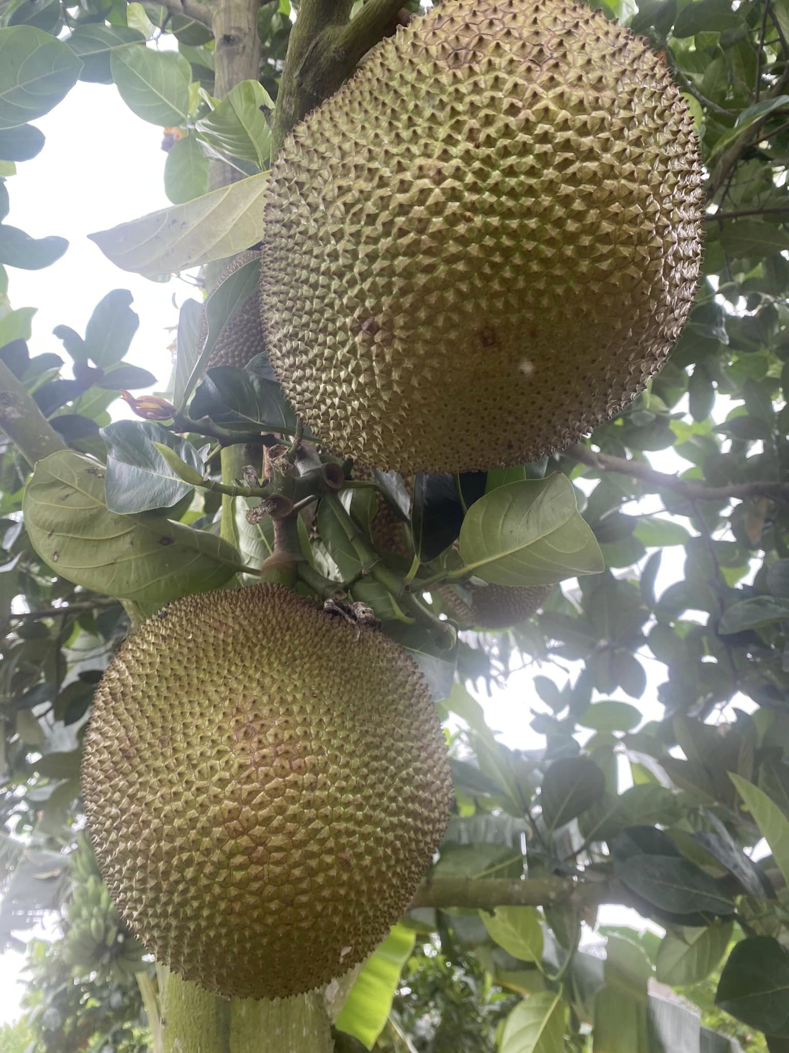 Cây giống mít dai ta cây trồng hạt