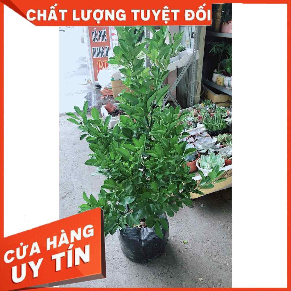 Cây Tắc Kép Cho Nhiều Trái Nhiều Người Mua