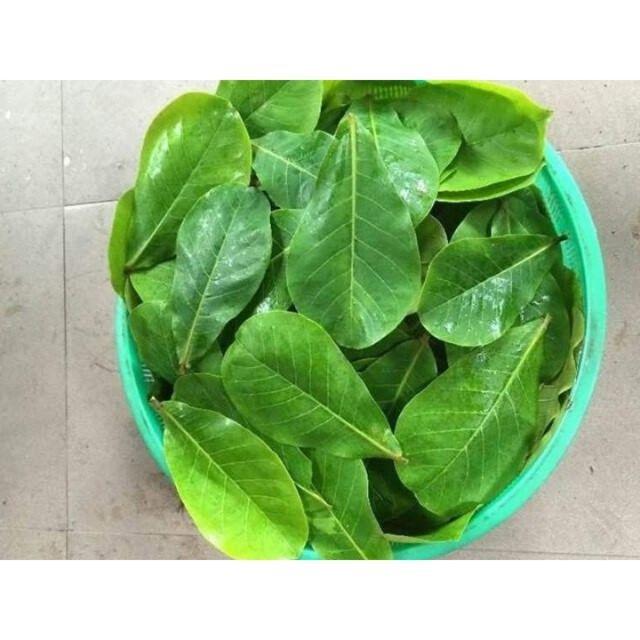 1kg Lá bàng Non tươi sạch