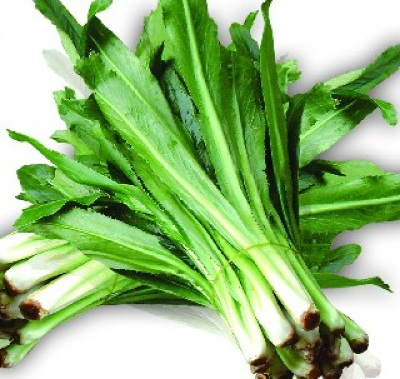 Hạt giống mùi tầu Hạt giống rau chất lượng