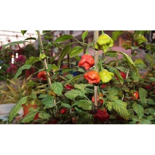 Hạt giống ớt chuông gió