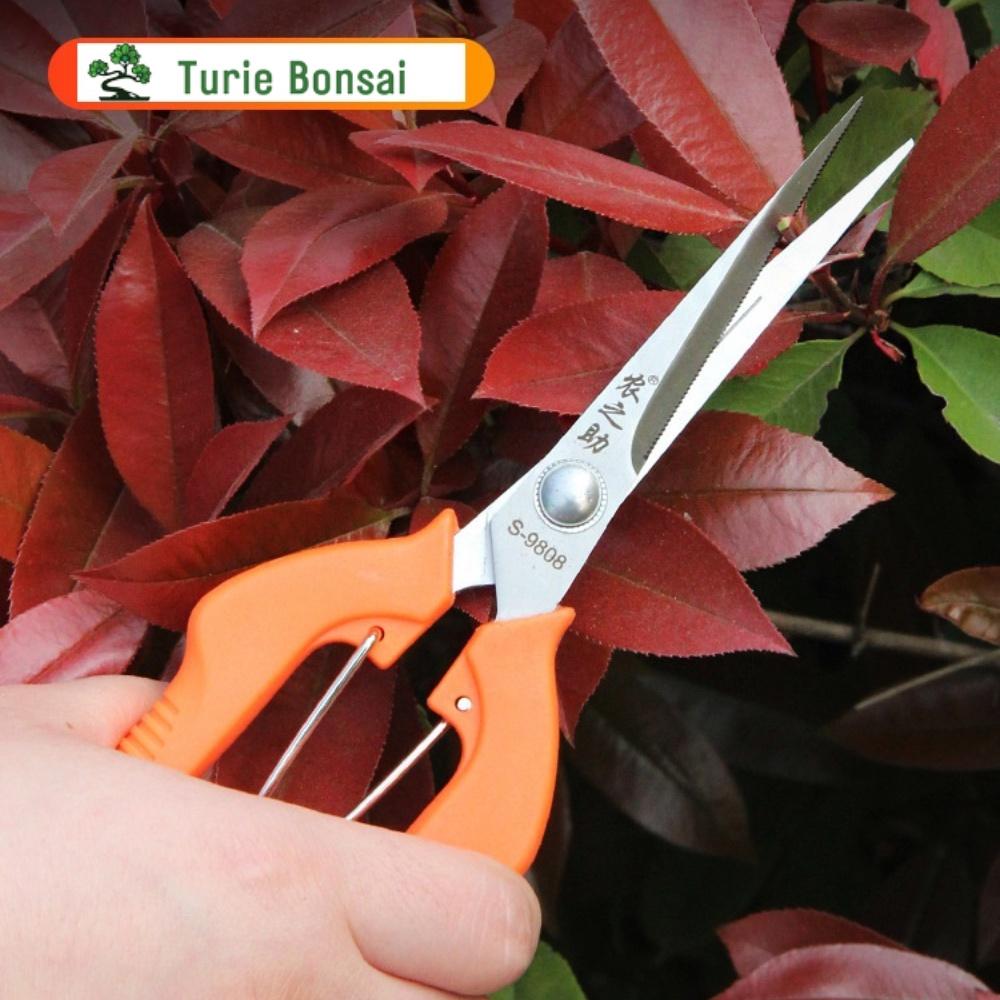 KÉO CẮT TỈA CÀNH CÁN ĐỎ - CHUYÊN DÙNG CẮT TỈA CÂY BONSAI