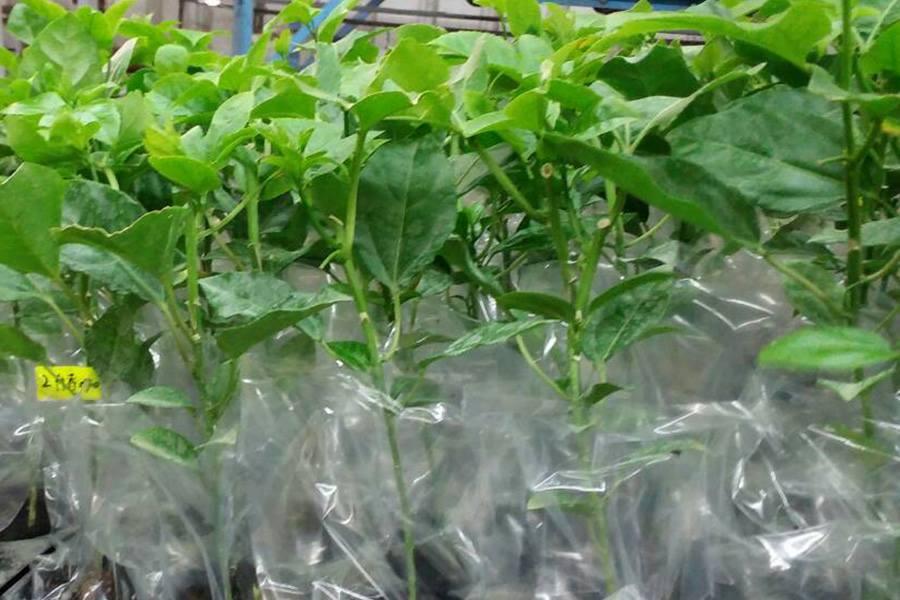 Cây Chanh Dây Tím Dây Leo Tím