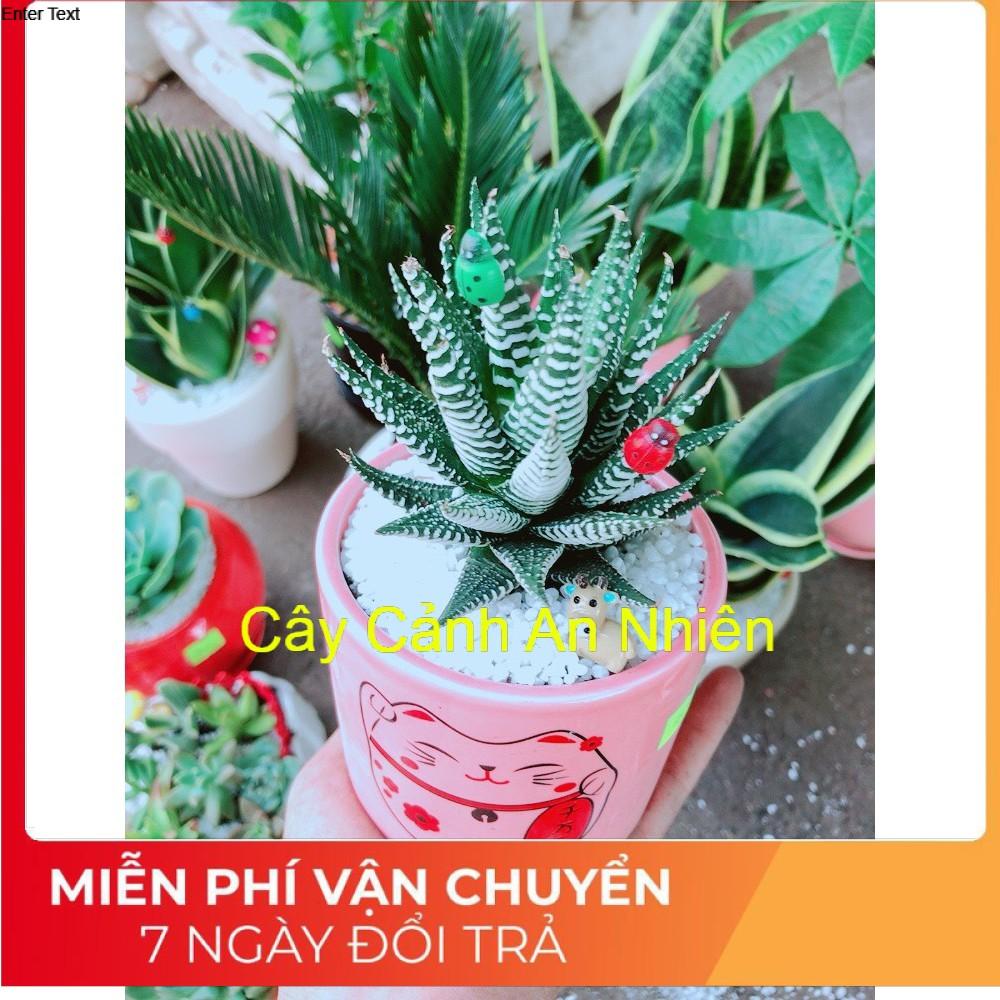 Chậu móng rồng tiểu cảnh