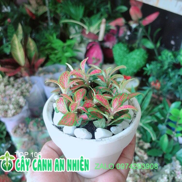 Chậu Cây Cẩm Nhung Cam