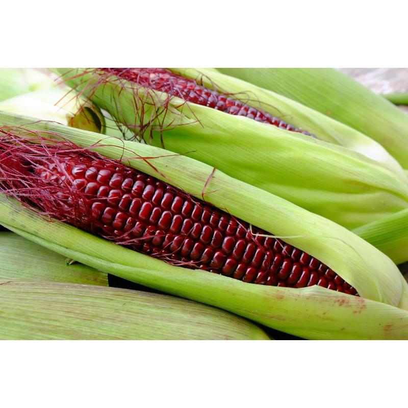 Hạt giống ngô tím, bắp tím 5gr