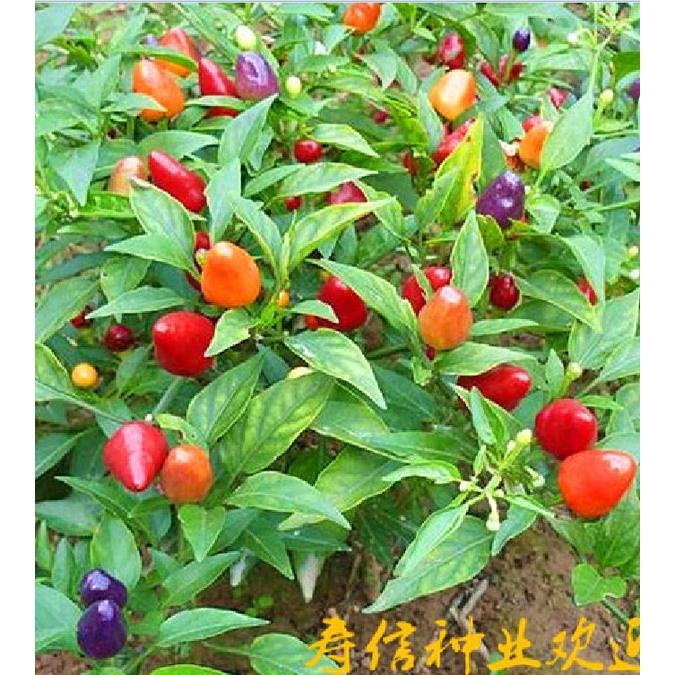 Hạt giống ớt đào tiên nhiều màu -gói 20 hạt/tặng kèm gói phân bón lót