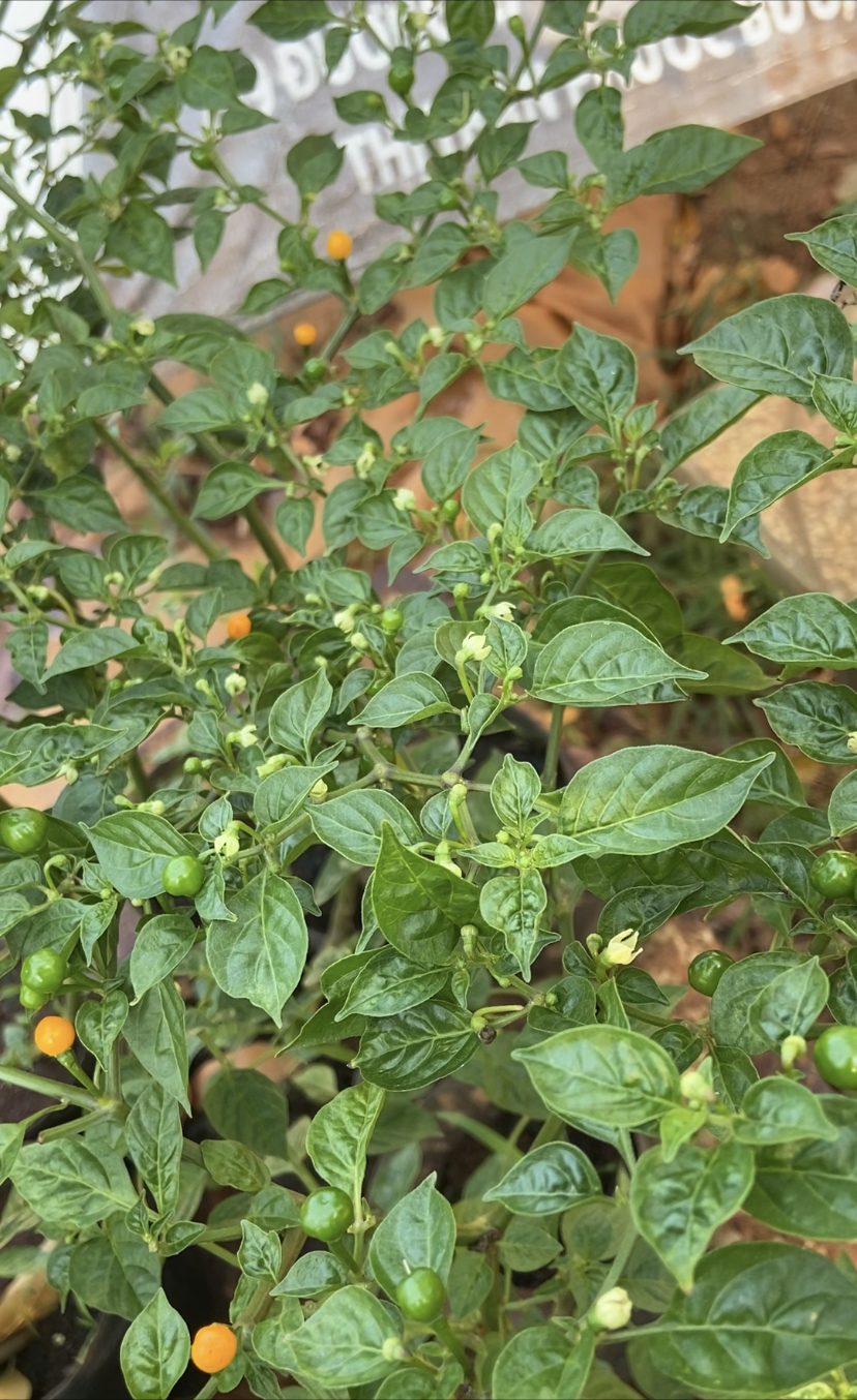 10 hạt giống ớt charapita