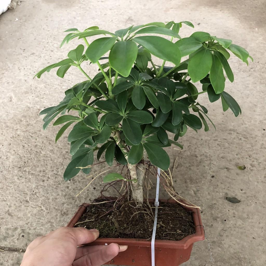 Cây ngũ gia bì bonsai mini, chiều cao 20-25cm gốc to khỏe tán lá đẹp có mùi thơm dễ chịu, thích hợp trang trí sân vườn