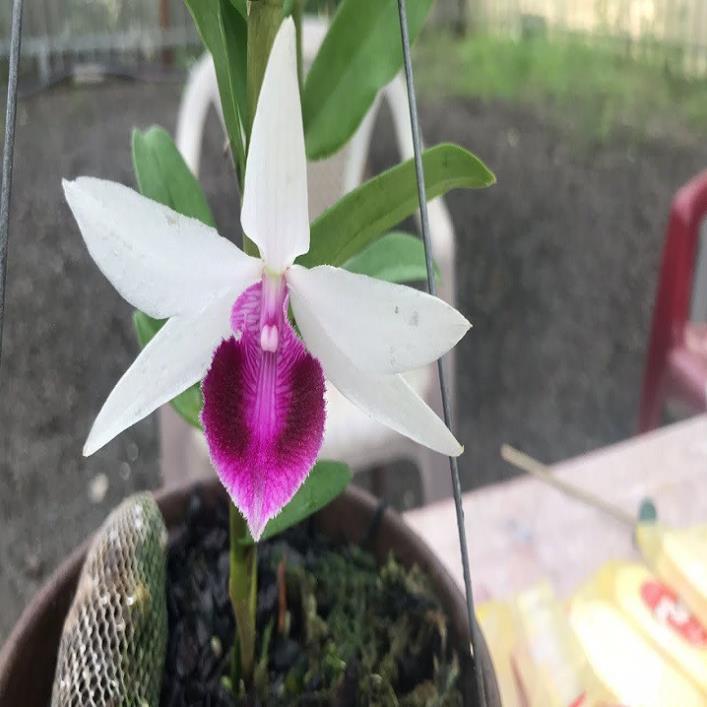 Hoa lan phi điệp-5ct lâm xung