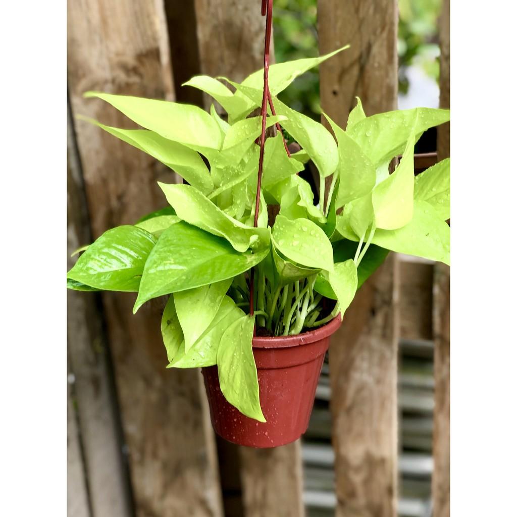 Chậu treo trầu bà Thái vàng