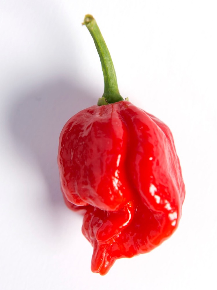 Hạt giống Ớt Carolina Reaper 10 hạt - Cay nhất thế giới -nhà trồng được