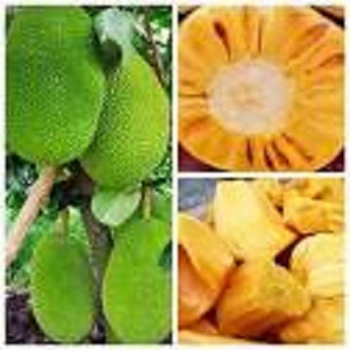 CÂY GIỐNG MÍT KHÔNG HẠT SIÊU NGỌT
