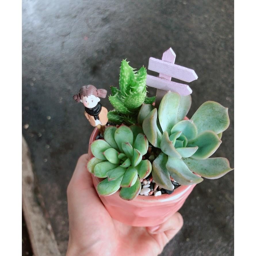 Chậu sen đá tiểu cảnh 6