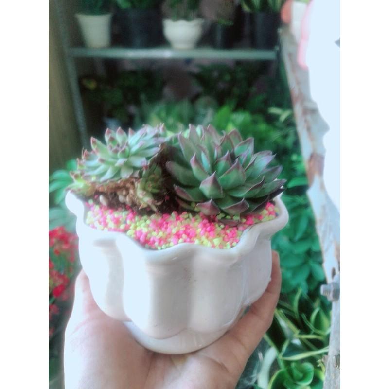 Chậu Sen Đá Phật Bà